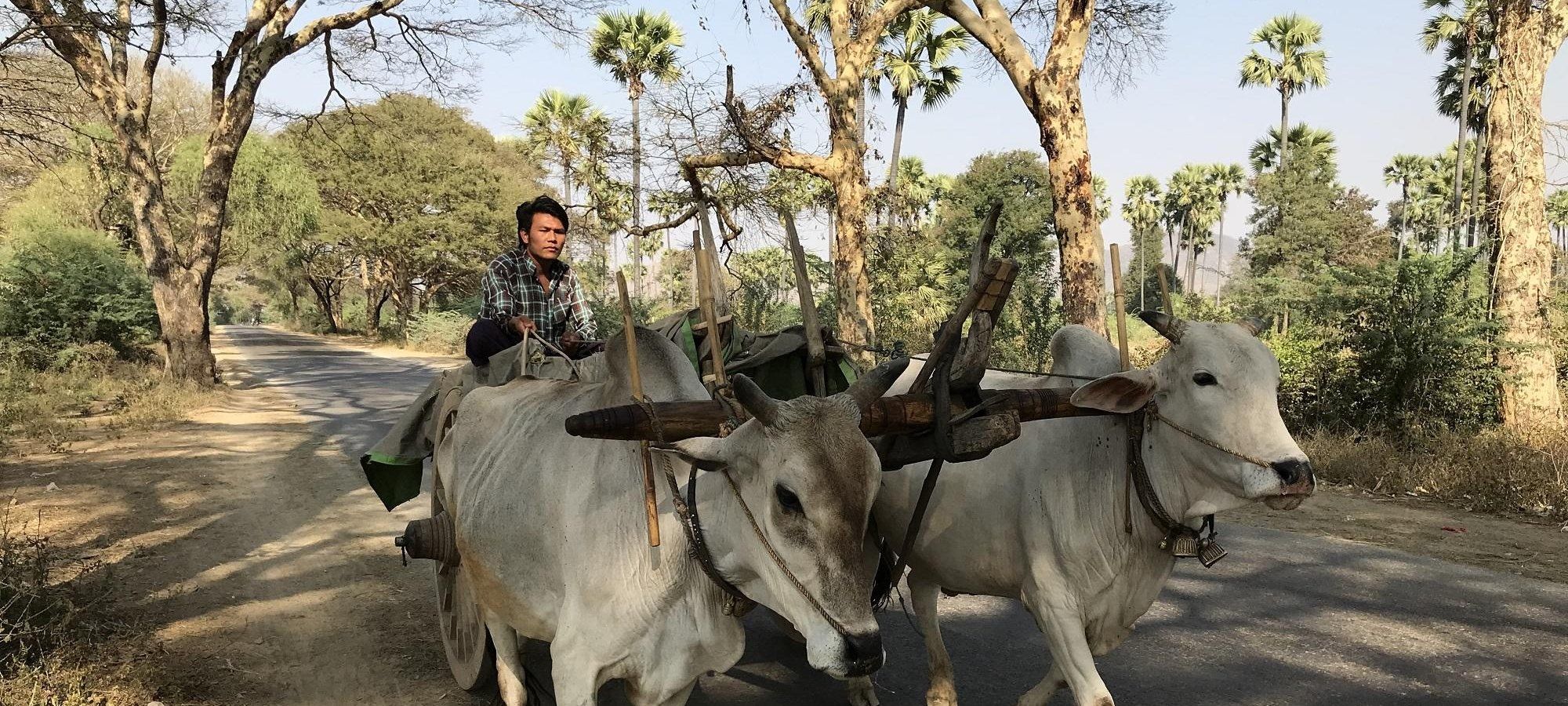 Photos from our Burma - Mountains, Beaches & Stupas Cycling Holiday